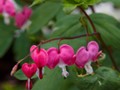 Dicentra spectabilis IMG_2340 Serduszka okazałe